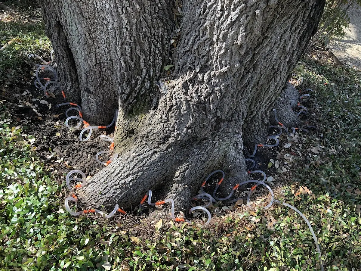 Detailed Tree Cabling and Bracing job site in Kenilworth
