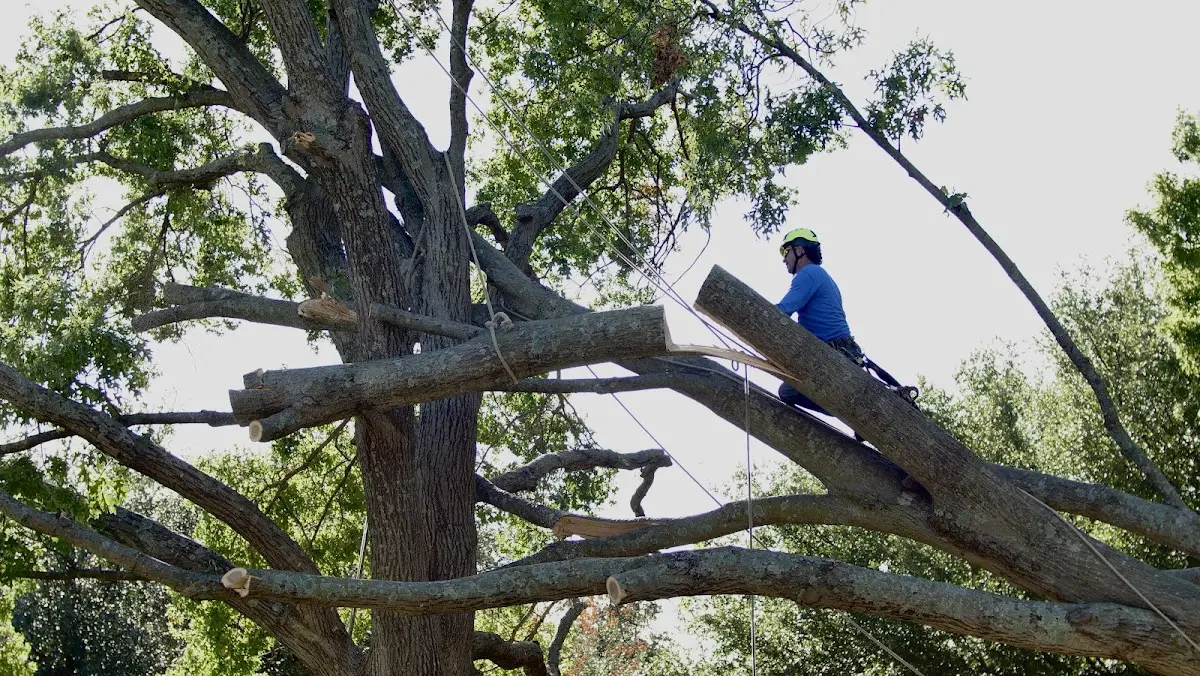 Professional Crown Thinning performed by certified arborists in Kenilworth