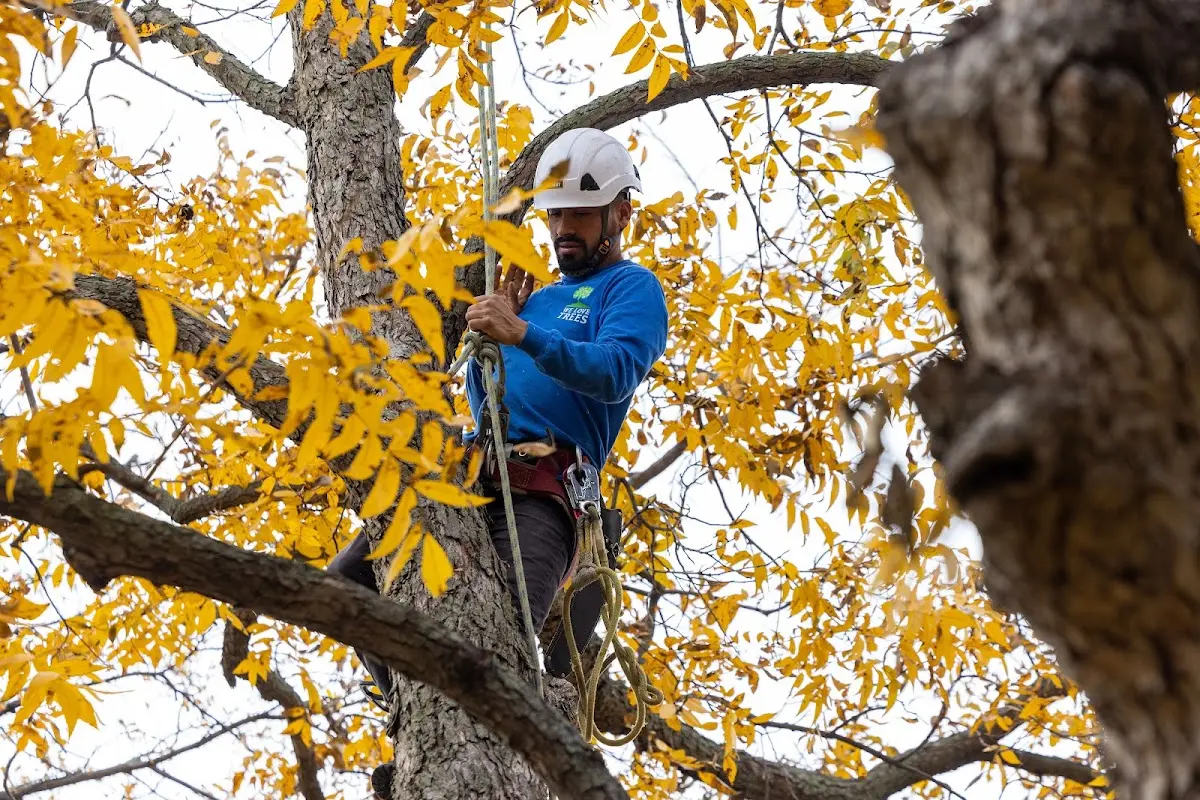 Skilled Tree Pruning crew working in Kenilworth