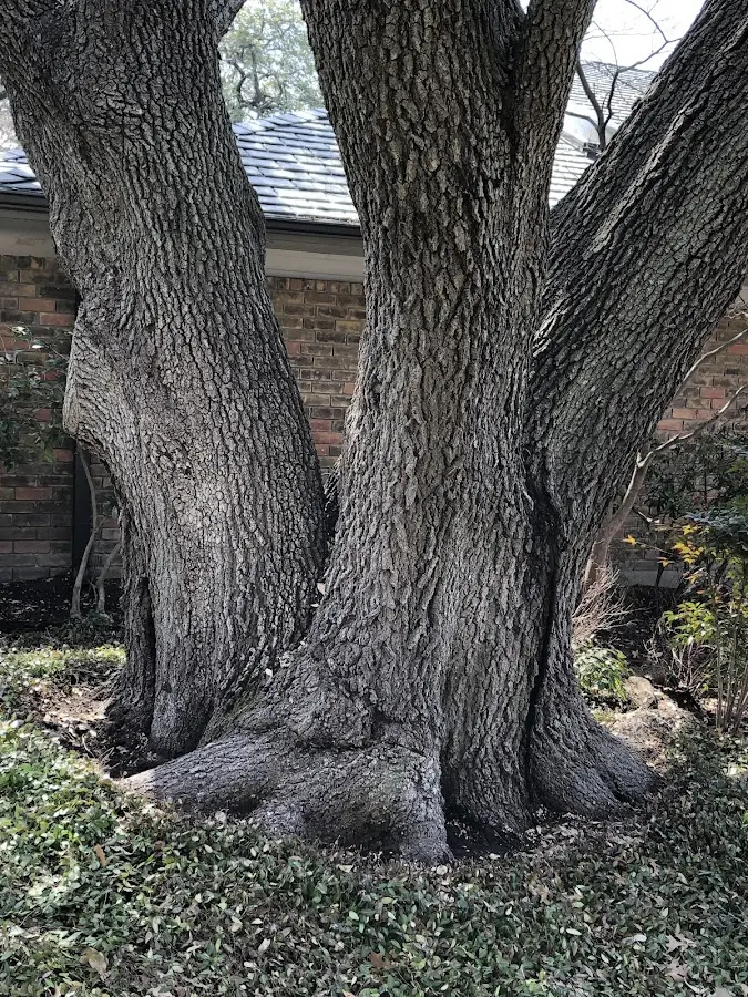 Mature heritage tree close to a Kenilworth property cared for by certified arborists